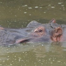 Watching Hippo